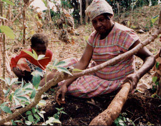 Yam Gardeners, 