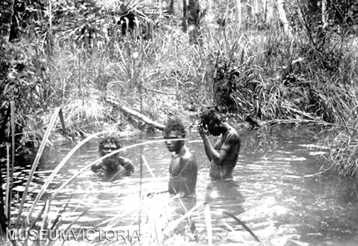 Tiwi Yam Ceremony, 1912